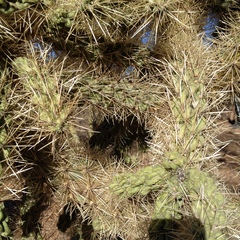 Campylorhynchus brunneicapillus