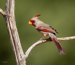 Pyrrhuloxia photo 1