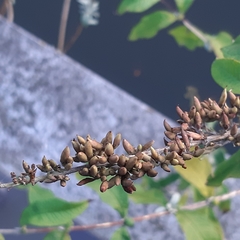 Buddleja davidii