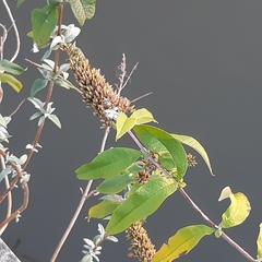 Buddleja davidii