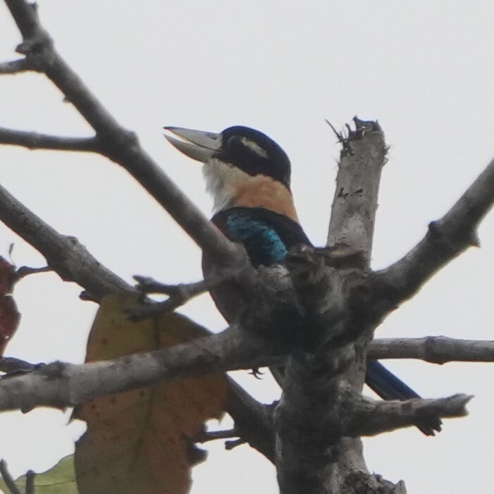 Rufous-bellied Kookaburra (Dacelo gaudichaud), photo 7