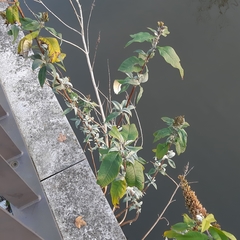 Buddleja davidii