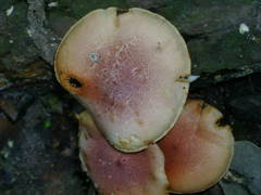 Gymnopilus subpurpuratus