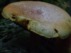 Gymnopilus subpurpuratus