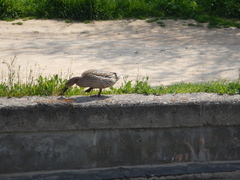 Anas platyrhynchos