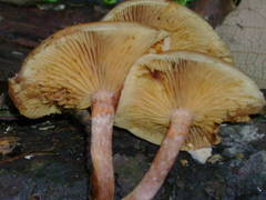 Gymnopilus subpurpuratus