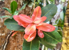 Calophyllum apetalum