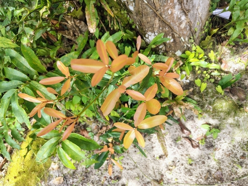 Calophyllum apetalum, photograph 1