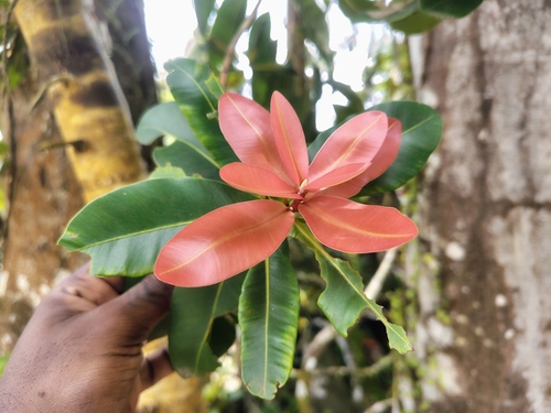 Calophyllum apetalum, photograph 2