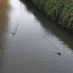 Fulica atra