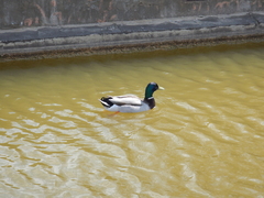 Anas platyrhynchos