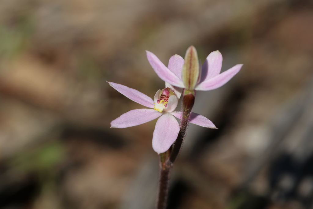 Caladenia coactilis