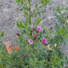 Cirsium arvense