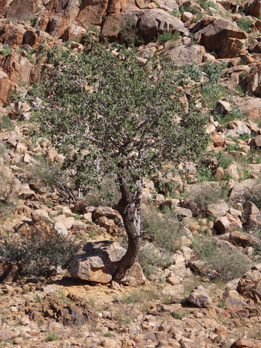 Namib Resin Tree (Ozoroa crassinervia)