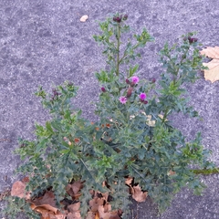 Cirsium arvense