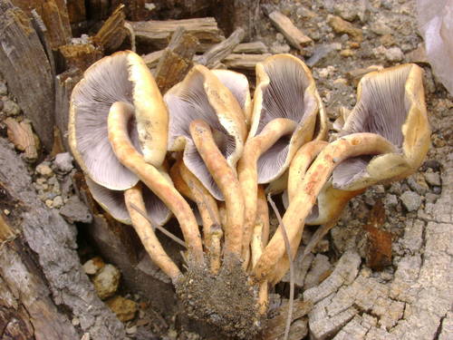 Smoky-gilled Hypholoma