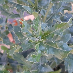 Cirsium arvense