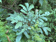 Meliosma rhoifolia, photograph (c) 黃美滿, some rights reserved (CC BY)