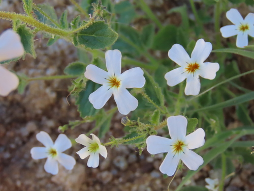 Jamesbrittenia megadenia (Jamesbrittenia megadenia)