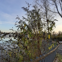 Buddleja davidii