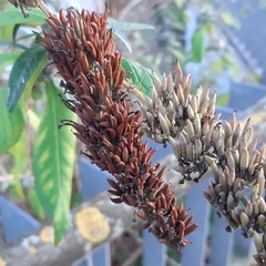 Buddleja davidii