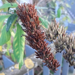 Buddleja davidii