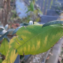 Buddleja davidii