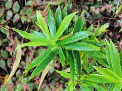 Faujasia salicifolia