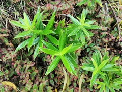 Faujasia salicifolia
