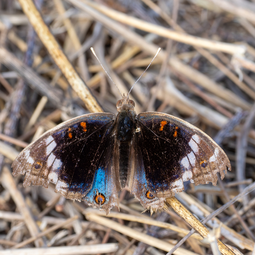 Blue Pansy