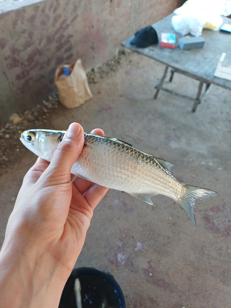 Banana mullet (Mugil bananensis) — Mugilidae