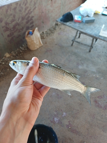 Banana mullet (Mugil bananensis) — Mugilidae