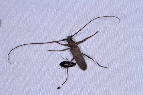 Banded Hickory Borer photo 6