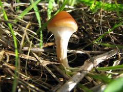 Psilocybe subaeruginosa image