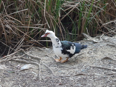 Cairina moschata domestica