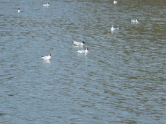 Chroicocephalus ridibundus