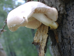 Lentinula boryana