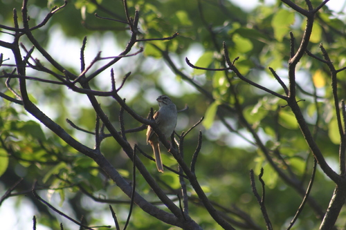 Cinnamon-tailed Sparrow (Peucaea sumichrasti), photo 1