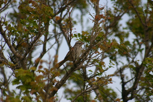 Cinnamon-tailed Sparrow (Peucaea sumichrasti), photo 8