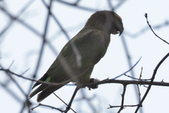 Poicephalus cryptoxanthus