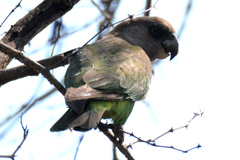 Poicephalus cryptoxanthus