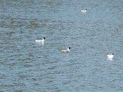 Chroicocephalus ridibundus