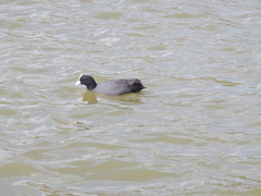 Fulica atra