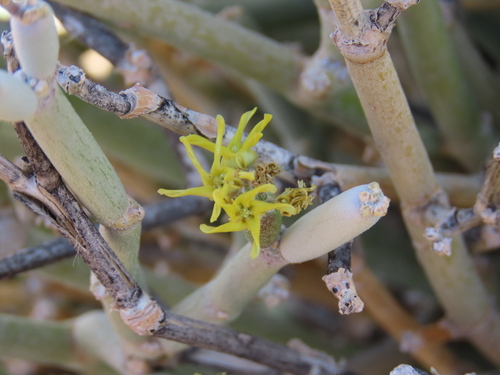 Nama Caustic Vine (Cynanchum pearsonianum)