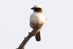 Eurocephalus anguitimens