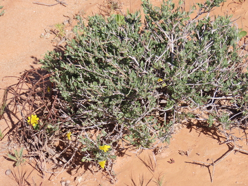 Lamb Boneseed (Osteospermum sinuatum)