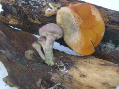 Gymnopilus subpurpuratus