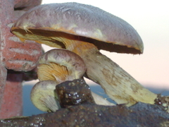 Gymnopilus subpurpuratus