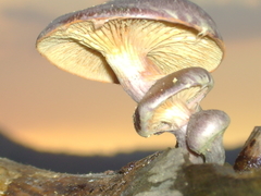 Gymnopilus subpurpuratus