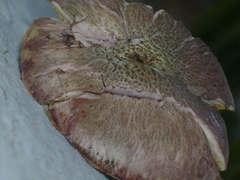 Gymnopilus subpurpuratus